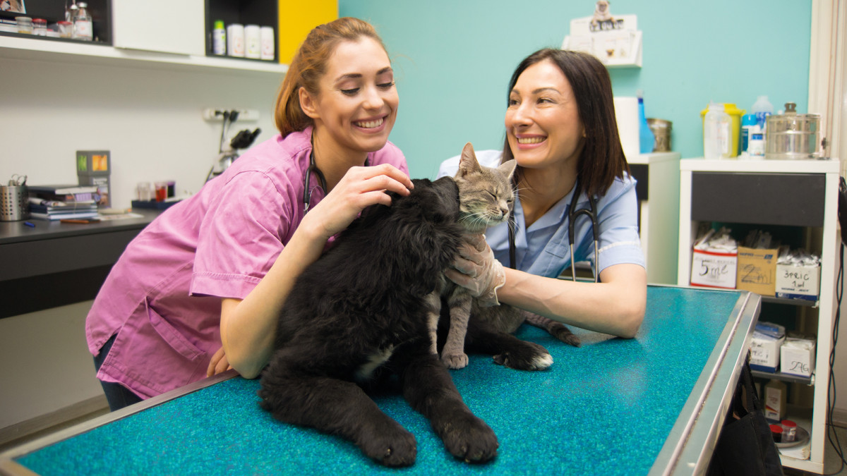 Lieb und teuer: Vierbeinige Freunde