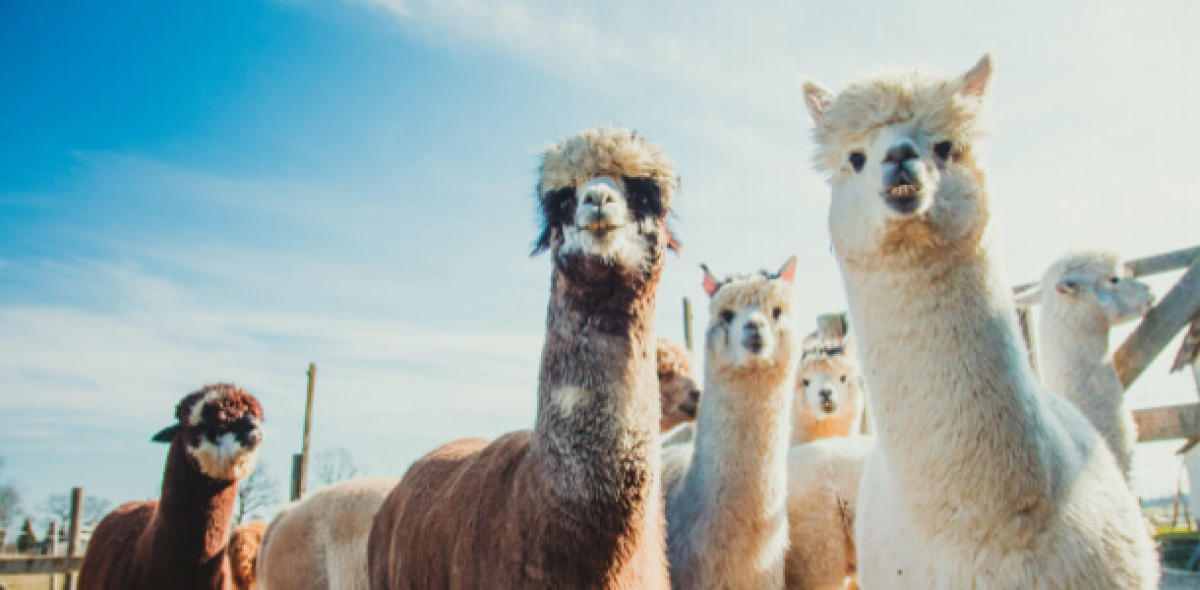 Für alle „Normalverdiener“ bieten sich ausgewählte Zusatzversicherungen an – um im Zweifel keine Abstriche bei der Gesundheit machen zu müssen. Daher erfahren diese seit Jahren einen Boom. Bild: Adobe Stock/linaskk